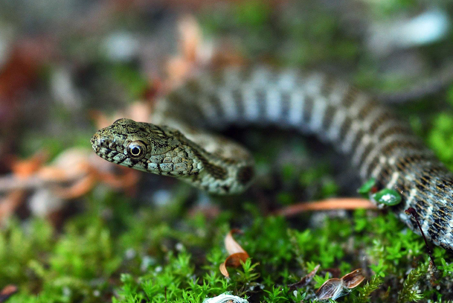 Giovane Natrix tessellata